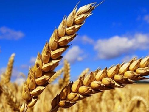 商务部:上周食用农产品价格继续下降 生产资料价格小幅上涨